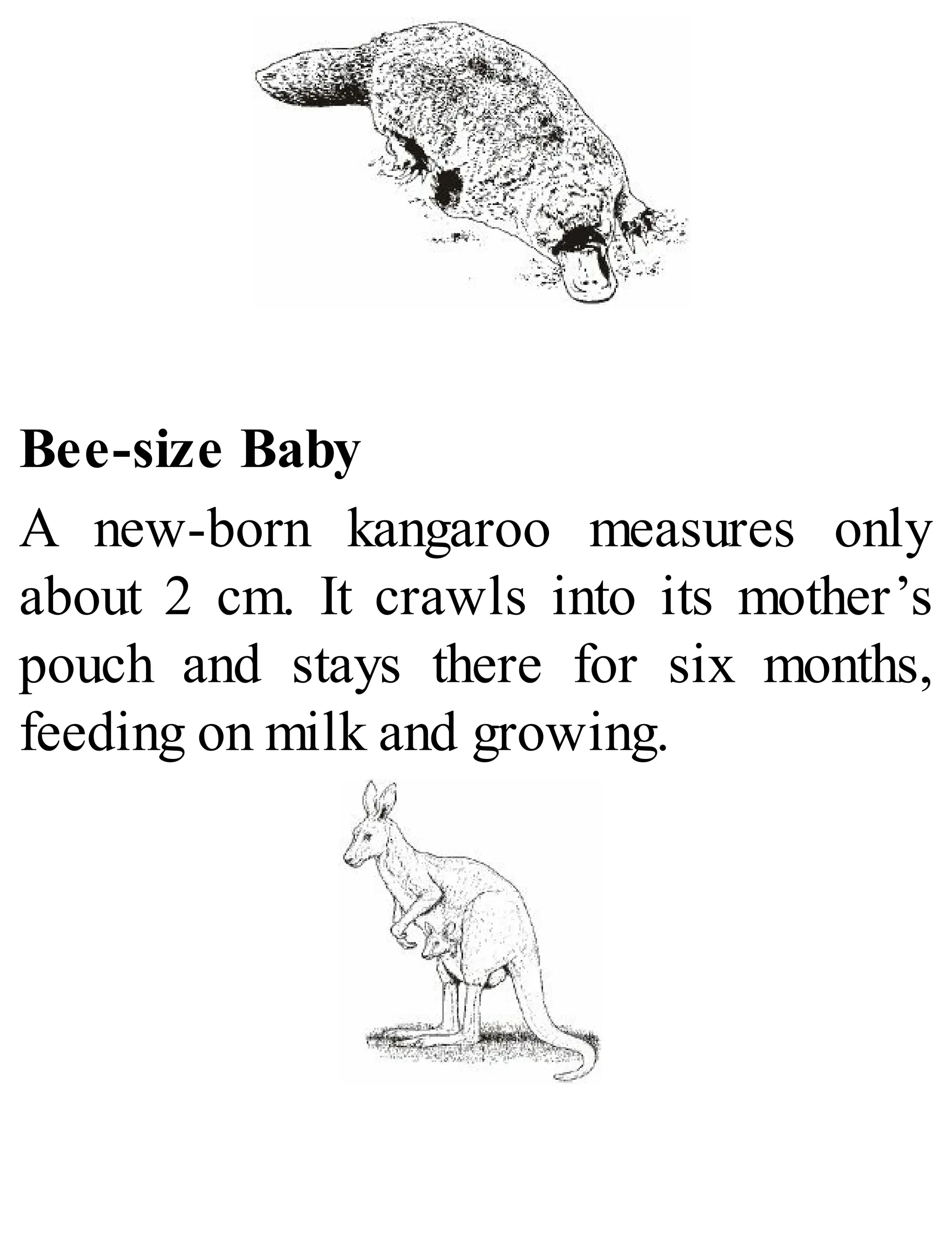Bee-size Baby
A new-born kangaroo measures only
about 2 cm. It crawls into its mother’s
pouch and stays there for six months,
feeding on milk and growing.
 