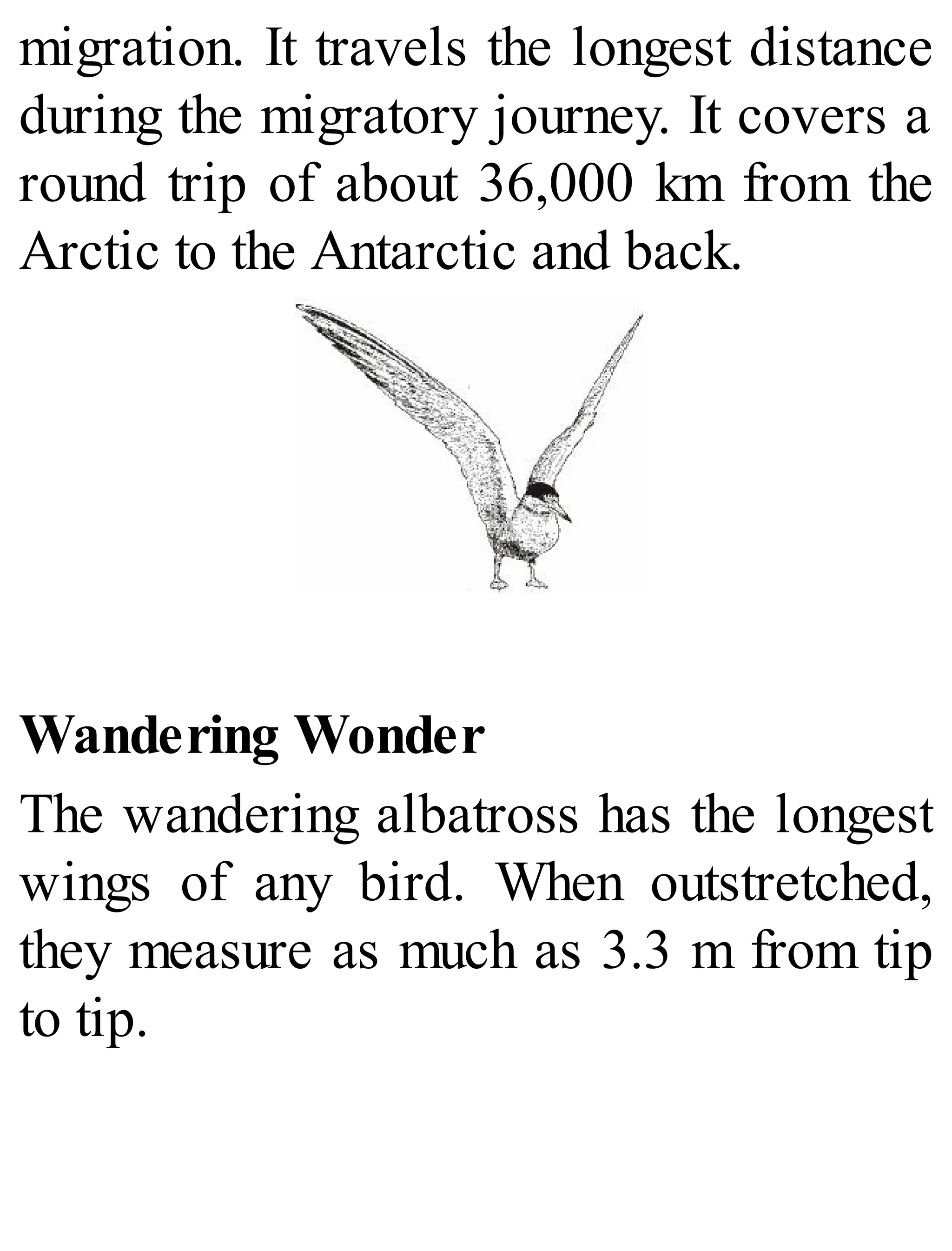 migration. It travels the longest distance
during the migratory journey. It covers a
round trip of about 36,000 km from the
Arctic to the Antarctic and back.
Wandering Wonder
The wandering albatross has the longest
wings of any bird. When outstretched,
they measure as much as 3.3 m from tip
to tip.
 