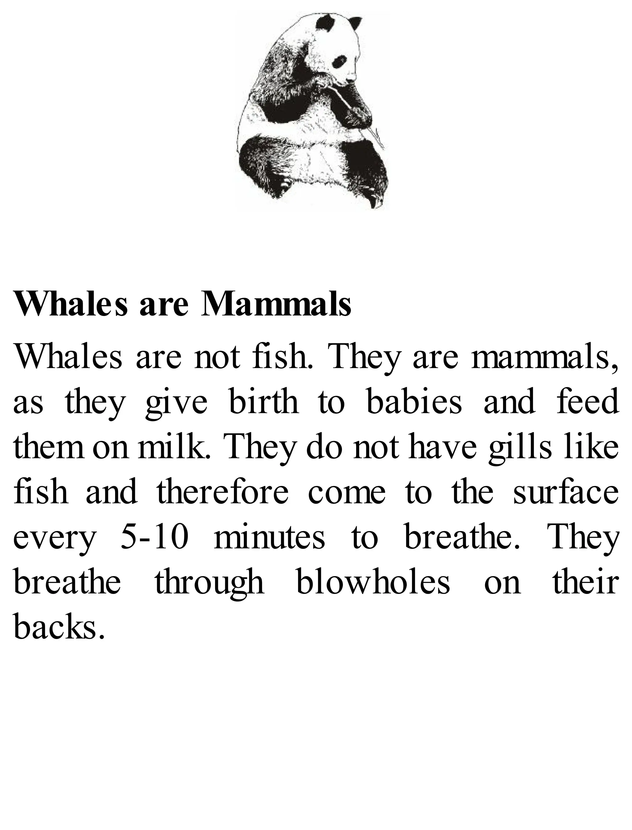 Whales are Mammals
Whales are not fish. They are mammals,
as they give birth to babies and feed
them on milk. They do not have gills like
fish and therefore come to the surface
every 5-10 minutes to breathe. They
breathe through blowholes on their
backs.
 