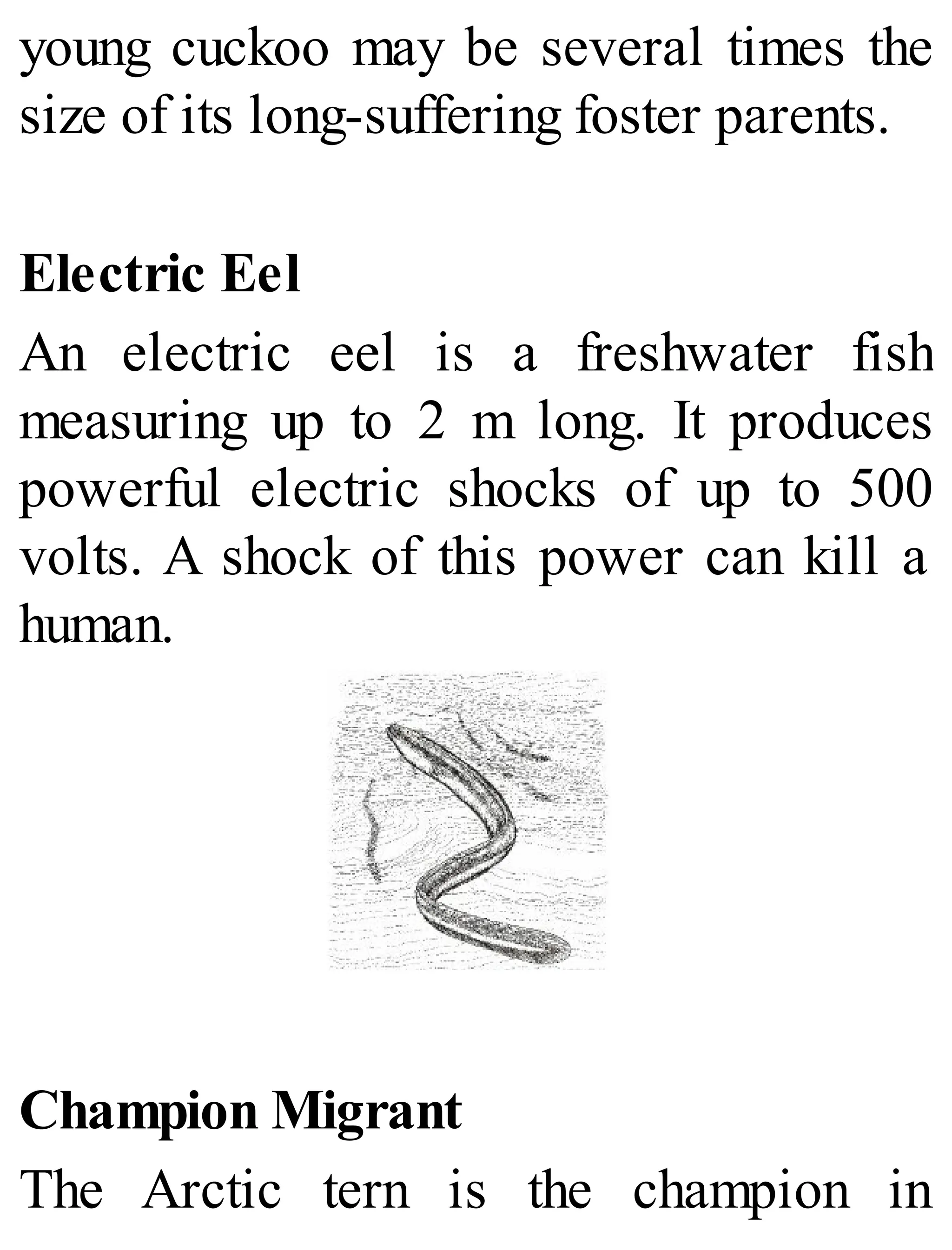 young cuckoo may be several times the
size of its long-suffering foster parents.
Electric Eel
An electric eel is a freshwater fish
measuring up to 2 m long. It produces
powerful electric shocks of up to 500
volts. A shock of this power can kill a
human.
Champion Migrant
The Arctic tern is the champion in
 