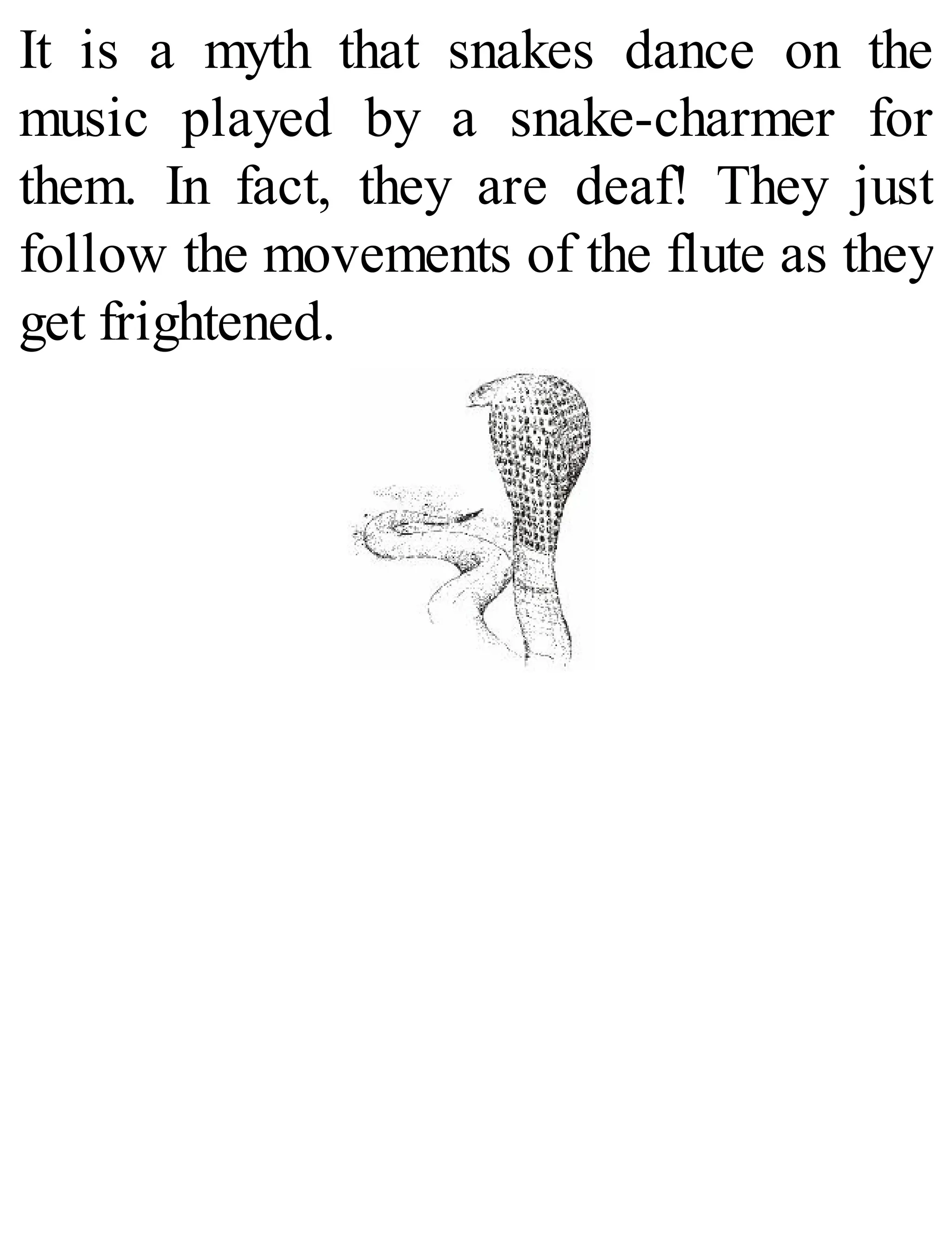 It is a myth that snakes dance on the
music played by a snake-charmer for
them. In fact, they are deaf! They just
follow the movements of the flute as they
get frightened.
 