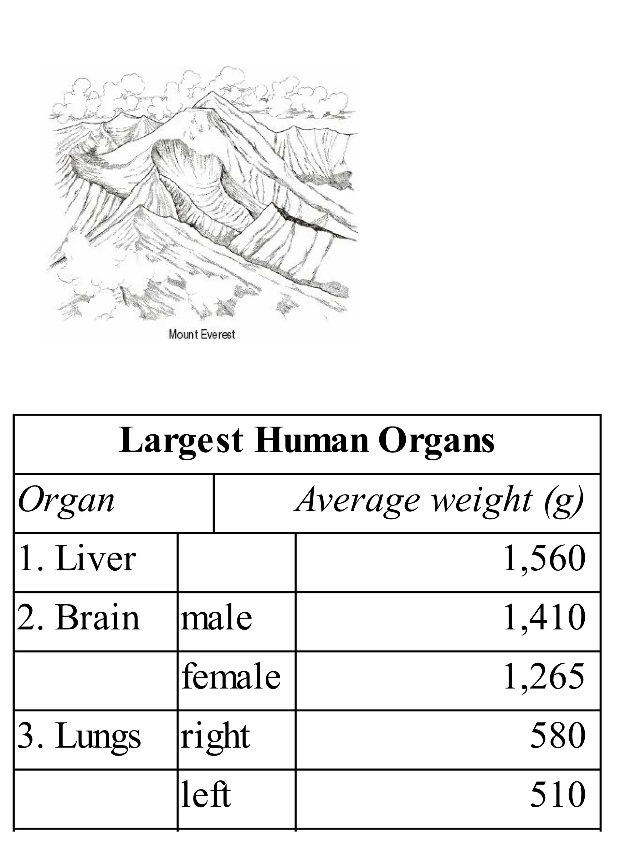 Largest Human Organs
Organ Average weight (g)
1. Liver 1,560
2. Brain male 1,410
female 1,265
3. Lungs right 580
left 510
 