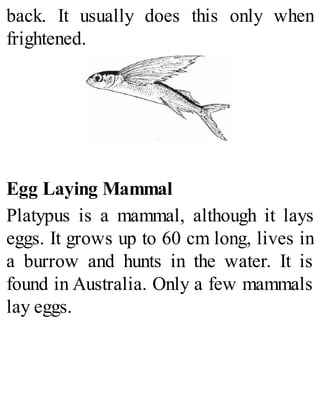 back. It usually does this only when
frightened.
Egg Laying Mammal
Platypus is a mammal, although it lays
eggs. It grows up to 60 cm long, lives in
a burrow and hunts in the water. It is
found in Australia. Only a few mammals
lay eggs.
 
