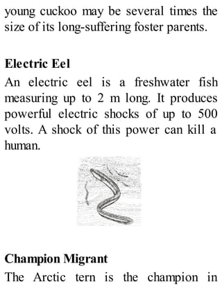young cuckoo may be several times the
size of its long-suffering foster parents.
Electric Eel
An electric eel is a freshwater fish
measuring up to 2 m long. It produces
powerful electric shocks of up to 500
volts. A shock of this power can kill a
human.
Champion Migrant
The Arctic tern is the champion in
 