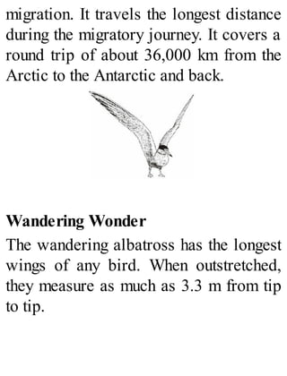 migration. It travels the longest distance
during the migratory journey. It covers a
round trip of about 36,000 km from the
Arctic to the Antarctic and back.
Wandering Wonder
The wandering albatross has the longest
wings of any bird. When outstretched,
they measure as much as 3.3 m from tip
to tip.
 