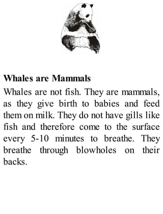 Whales are Mammals
Whales are not fish. They are mammals,
as they give birth to babies and feed
them on milk. They do not have gills like
fish and therefore come to the surface
every 5-10 minutes to breathe. They
breathe through blowholes on their
backs.
 