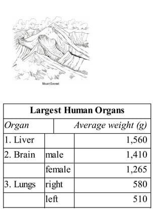 Largest Human Organs
Organ Average weight (g)
1. Liver 1,560
2. Brain male 1,410
female 1,265
3. Lungs right 580
left 510
 