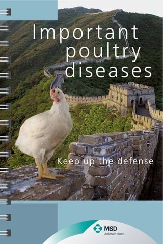 Important
poultry
diseases
Keep up the defense
 