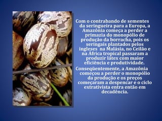 Com o contrabando de sementes da seringueira para a Europa, a Amazônia começa a perder  a primazia do monopólio de produção da borracha, pois os seringais plantados pelos ingleses  na Malásia, no Ceilão e na África tropical passaram a produzir látex com maior eficiência e produtividade.  Conseqüentemente,  a Amazônia começou a perder o monopólio da produção e os preços começaram a despencar e o ciclo extrativista entra então em decadência. 