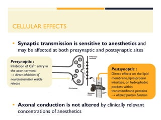 Molecular and Cellular Mechanisms of Anesthesia | PDF