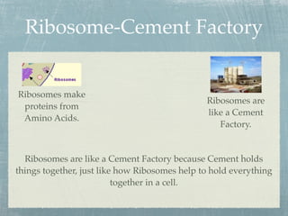 Ribosome-Cement Factory


Ribosomes make
                                               Ribosomes are
 proteins from
                                               like a Cement
 Amino Acids.
                                                  Factory.


  Ribosomes are like a Cement Factory because Cement holds
things together, just like how Ribosomes help to hold everything
                          together in a cell.
 