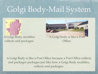 Golgi Body-Mail System


A Golgi Body, modiﬁes            A Golgi body is like a Post
collects and packages.                    Ofﬁce.




  A Golgi Body is like a Post Ofﬁce because a Post Ofﬁce collects
   and packages packages just like how a Golgi Body modiﬁes,
                      collects and packages.
 