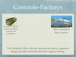 Centriole-Factorys

Organizes Mitotic
spindle and helps                               The Centriole is
  complete the
   cytokinesis.                                  like a factory.




   The Centriole is like a factory because the factory organizes
      things, just like Centrioles that also organize things.
 