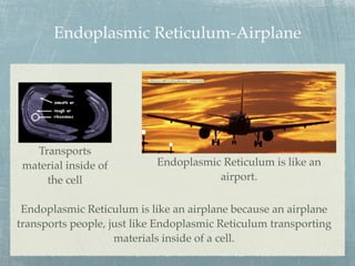 Endoplasmic Reticulum-Airplane




   Transports
 material inside of         Endoplasmic Reticulum is like an
     the cell                          airport.

 Endoplasmic Reticulum is like an airplane because an airplane
transports people, just like Endoplasmic Reticulum transporting
                    materials inside of a cell.
 