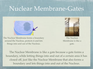 Nuclear Membrane-Gates



The Nuclear Membrane forms a boundary              The Nuclear
 around the Nucleus, protects it and lets        Membrane is like a
   things into and out of the Nucleus.                gate.



    The Nuclear Membrane is like a gate because a gate forms a
  boundary, while letting things into and out of a certain area it has
    closed off, just like the Nuclear Membrane that also forms a
       boundary and lets things into and out of the Nucleus.
 