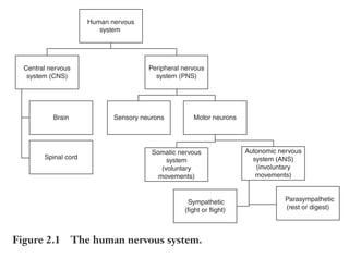 Trim Size: 6in x 9in Morin c02.tex V1 - 07/25/2018 5:59pm Page 21
k
k k
k
THE NEUROSCIENCE OF PERSUASION 21
Human nervous
system
Central nervous
system (CNS)
Brain Sensory neurons Motor neurons
Sympathetic
(fight or flight)
Parasympathetic
(rest or digest)
Spinal cord
Peripheral nervous
system (PNS)
Somatic nervous
system
(voluntary
movements)
Autonomic nervous
system (ANS)
(involuntary
movements)
Figure 2.1 The human nervous system.
(somatic nervous system) or involuntary movements (the autonomic
nervous system). The autonomic nervous system produces instinctive
and emotive neurologic responses and is crucially controlled by older
brain layers that are part of the primal brain. Data from the auto-
nomic nervous system can be captured by eye-tracking devices and
skin-conductance instruments, as well as from a battery of tools moni-
toring respiration and heart rates. Together, these recordings produce
what is commonly called biometric data. Although we can consciously
report the effect of some changes in our sympathetic (Figure 2.2) or
parasympathetic nervous systems (Figure 2.3), especially in situations
where we choose to fight or flight, the onset of millions of other
biological responses affecting our blood flow, digestion, respiration,
and sweat are largely subconscious. This is where neuromarketing
studies surpass (by far) traditional methods of data collection based
on self-reports. As neuromarketers, we do not estimate emotions; we
measure them. By doing so, we do not compress the timeline of a
response either. Instead, we synchronize dozens of neurophysiological
variables to build a comprehensive time series from both the primal
(oldest, subcortical) and the rational (newest, cortical) brain areas.
 