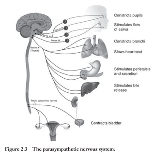 Trim Size: 6in x 9in Morin c02.tex V1 - 07/25/2018 5:59pm Page 23
k
k k
k
THE NEUROSCIENCE OF PERSUASION 23
Pelvic splanchnic nerves
Nerve IX
Nerve X
(Vagus)
Nerve III
Nerve VII
Slows heartbeat
Stimulates peristalsis
and secretion
Stimulates bile
release
Contracts bladder
Constricts pupils
Stimulates flow
of saliva
Constricts bronchi
Figure 2.3 The parasympathetic nervous system.
and recording respiratory sinus arrhythmia, which shows how heart
rate variability is affected by respiration. What matters most about
recording the autonomic nervous system activity is to extract data that
can explain how much both attention and emotions are triggered by a
message. They are the fuel of your message. Therefore, you cannot
become an effective persuader unless you have a good grasp on the
neurobiological nature of how we focus and how we feel when we
respond to persuasive stimuli.
Understanding Attention and the Brain
Attention is brain energy we recruit to process a stimulus. We can
control some of our attention willingly, which is known as selective or
voluntary attention. However, we also frequently allow our attention
 