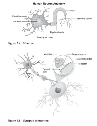 Trim Size: 6in x 9in Morin c02.tex V1 - 07/25/2018 5:59pm Page 25
k
k k
k
THE NEUROSCIENCE OF PERSUASION 25
Myelin sheath
Terminal button
Axon
Dendrite
Human Neuron Anatomy
Nucleus
Soma (cell body)
Figure 2.4 Neuron.
Vesicles Reuptake pump
Neurotransmitter
Receptor
Synaptic
cleft
Figure 2.5 Synaptic connection.
There are many types of synaptic connections; some excite
neurons, whereas others inhibit them. When a neuron is excited,
it is more likely to fire, that is, to send an electrical signal to the
neurons with which it is connected. If it is inhibited, it is more likely
to stay neutral. Inhibiting neurons does not mean they do not change
 
