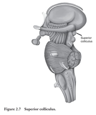 Trim Size: 6in x 9in Morin c02.tex V1 - 07/25/2018 5:59pm Page 28
k
k k
k
28 DECODING PERSUASION SCIENCE
Superior
colliculus
Figure 2.7 Superior colliculus.
that appear instinctual rather than learned. Emotions shape the way
we feel about the world and ourselves and they directly influence our
decisions. As the neuroscientist, Antonio Damasio said, “We are not
thinking machines that feel, we are feeling machines that think” [28].
Recent neurophysiological discoveries show that strong emotional
responses generate a powerful mix of neurochemicals that strengthen
synaptic connections between neurons; a condition known to influence
behavior and to enhance memory marking in the brain [29]. Funda-
mentally, the biological reason why emotions have such a profound
effect on our behavior is that they change our homeostasis, a state of
physiological balance our brain naturally seeks to maintain. Emotions
can raise our heart rate, increase our blood pressure, and disrupt
other autonomic functions such as sleep, perspiration, respiration,
 