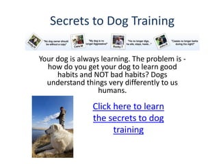 Secrets to Dog Training

Your dog is always learning. The problem is -
  how do you get your dog to learn good
     habits and NOT bad habits? Dogs
  understand things very differently to us
                  humans.

                Click here to learn
                the secrets to dog
                      training
 