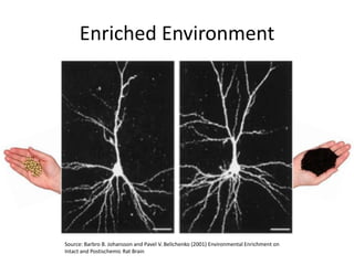 Enriched Environment
Source: Barbro B. Johansson and Pavel V. Belichenko (2001) Environmental Enrichment on
Intact and Postischemic Rat Brain
 