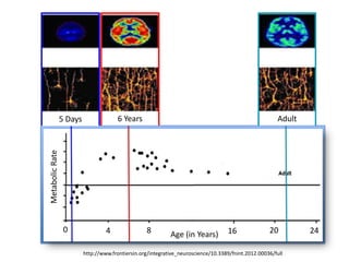 http://www.frontiersin.org/integrative_neuroscience/10.3389/fnint.2012.00036/full
5 Days 6 Years Adult
Age (in Years)
MetabolicRate
0 4 8 16 20 24
 