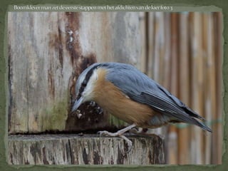 Boomklever powerpoint