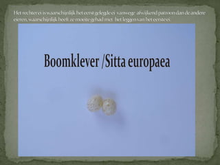 Boomklever powerpoint