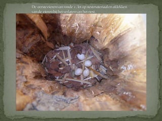 Boomklever powerpoint