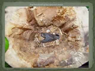 Boomklever powerpoint