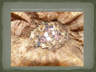 Boomklever powerpoint