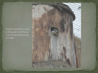 Boomklever powerpoint