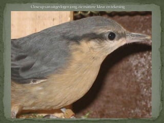 Boomklever powerpoint