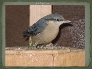 Boomklever powerpoint