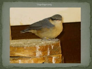 Boomklever powerpoint