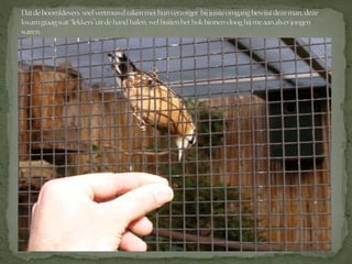 Boomklever powerpoint