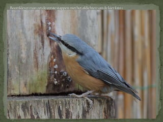 Boomklever powerpoint