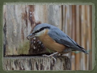 Boomklever powerpoint