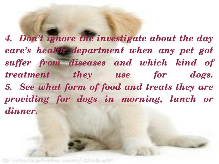 Your Affordable Dog Training in Rochester New York