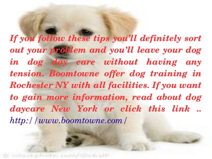 Your Affordable Dog Training in Rochester New York