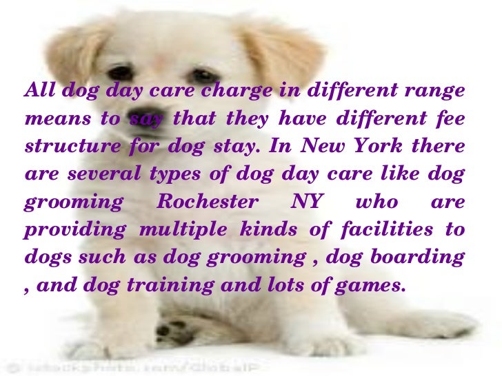 Your Affordable Dog Training in Rochester New York