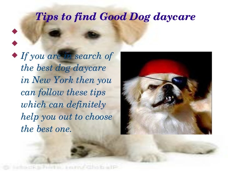 Your Affordable Dog Training in Rochester New York