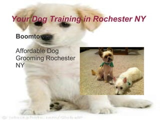 Your Dog Training in Rochester NY

 Boomtowne

 Affordable Dog
 Grooming Rochester
 NY
 