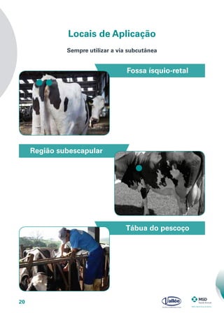20
Locais de Aplicação
Fossa ísquio-retal
Tábua do pescoço
Região subescapular
Sempre utilizar a via subcutânea
 