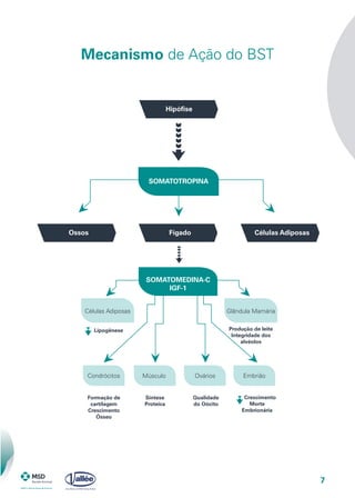 7
Mecanismo de Ação do BST
FígadoOssos Células Adiposas
Células Adiposas
Lipogênese
Formação de
cartilagem
Crescimento
Ósseo
Síntese
Proteica
Qualidade
do Oócito
Produção de leite
Integridade dos
alvéolos
Condrócitos Músculo Ovários Embrião
Glândula Mamária
SOMATOTROPINA
SOMATOMEDINA-C
IGF-1
Crescimento
Morte
Embrionária
Hipófise
 
