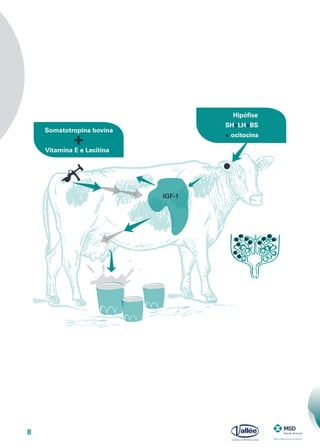 8
Somatotropina bovina
Vitamina E e Lecitina
Hipófise
FSH+LH+BST
+ ocitocina
IGF-1
 