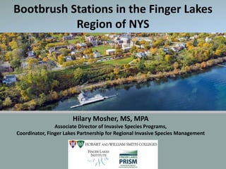 Bootbrush Stations in the Finger Lakes
Region of NYS
Hilary Mosher, MS, MPA
Associate Director of Invasive Species Programs,
Coordinator, Finger Lakes Partnership for Regional Invasive Species Management
 