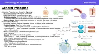 Bootcamp Endocrinology …………….. ……………………. | PDF