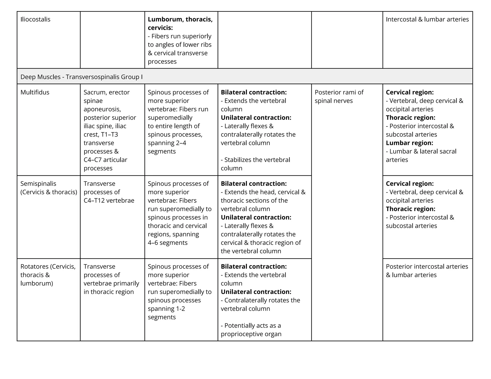 Iliocostalis Lumborum, thoracis,
cervicis:
- Fibers run superiorly
to angles of lower ribs
& cervical transverse
processes
Intercostal & lumbar arteries
Deep Muscles - Transversospinalis Group I
Multiﬁdus Sacrum, erector
spinae
aponeurosis,
posterior superior
iliac spine, iliac
crest, T1–T3
transverse
processes &
C4–C7 articular
processes
Spinous processes of
more superior
vertebrae: Fibers run
superomedially
to entire length of
spinous processes,
spanning 2–4
segments
Bilateral contraction:
- Extends the vertebral
column
Unilateral contraction:
- Laterally ﬂexes &
contralaterally rotates the
vertebral column
- Stabilizes the vertebral
column
Posterior rami of
spinal nerves
Cervical region:
- Vertebral, deep cervical &
occipital arteries
Thoracic region:
- Posterior intercostal &
subcostal arteries
Lumbar region:
- Lumbar & lateral sacral
arteries
Semispinalis
(Cervicis & thoracis)
Transverse
processes of
C4–T12 vertebrae
Spinous processes of
more superior
vertebrae: Fibers
run superomedially to
spinous processes in
thoracic and cervical
regions, spanning
4–6 segments
Bilateral contraction:
- Extends the head, cervical &
thoracic sections of the
vertebral column
Unilateral contraction:
- Laterally ﬂexes &
contralaterally rotates the
cervical & thoracic region of
the vertebral column
Cervical region:
- Vertebral, deep cervical &
occipital arteries
Thoracic region:
- Posterior intercostal &
subcostal arteries
Rotatores (Cervicis,
thoracis &
lumborum)
Transverse
processes of
vertebrae primarily
in thoracic region
Spinous processes of
more superior
vertebrae: Fibers
run superomedially to
spinous processes
spanning 1-2
segments
Bilateral contraction:
- Extends the vertebral
column
Unilateral contraction:
- Contralaterally rotates the
vertebral column
- Potentially acts as a
proprioceptive organ
Posterior intercostal arteries
& lumbar arteries
 
