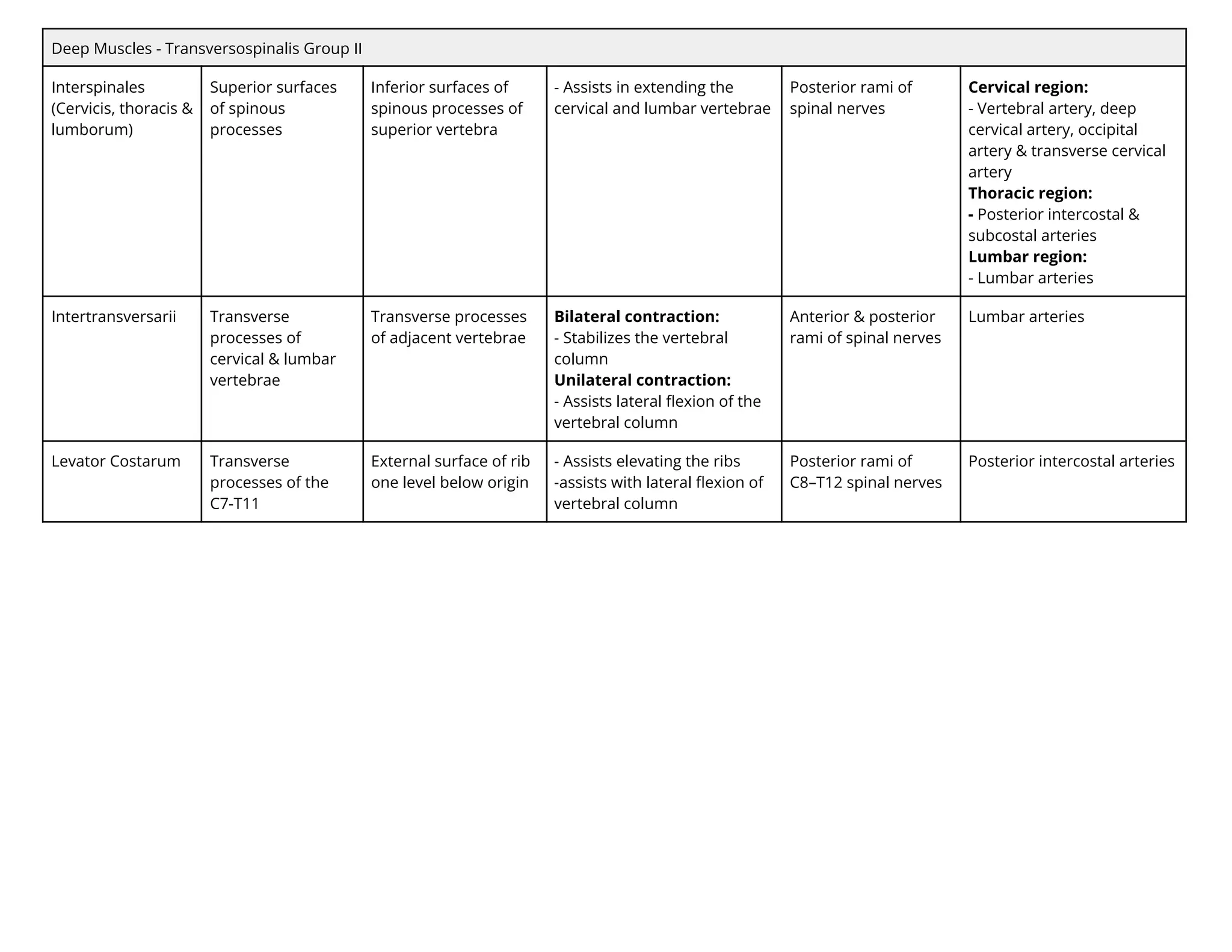 Deep Muscles - Transversospinalis Group II
Interspinales
(Cervicis, thoracis &
lumborum)
Superior surfaces
of spinous
processes
Inferior surfaces of
spinous processes of
superior vertebra
- Assists in extending the
cervical and lumbar vertebrae
Posterior rami of
spinal nerves
Cervical region:
- Vertebral artery, deep
cervical artery, occipital
artery & transverse cervical
artery
Thoracic region:
- Posterior intercostal &
subcostal arteries
Lumbar region:
- Lumbar arteries
Intertransversarii Transverse
processes of
cervical & lumbar
vertebrae
Transverse processes
of adjacent vertebrae
Bilateral contraction:
- Stabilizes the vertebral
column
Unilateral contraction:
- Assists lateral ﬂexion of the
vertebral column
Anterior & posterior
rami of spinal nerves
Lumbar arteries
Levator Costarum Transverse
processes of the
C7-T11
External surface of rib
one level below origin
- Assists elevating the ribs
-assists with lateral ﬂexion of
vertebral column
Posterior rami of
C8–T12 spinal nerves
Posterior intercostal arteries
 